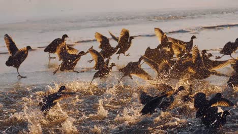 covert of eurasian coots on beach causing a commotion during golden hour