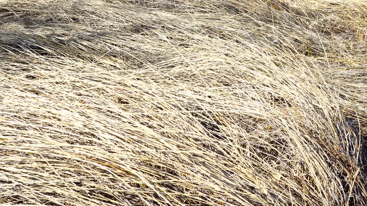 Riprese di erba secca