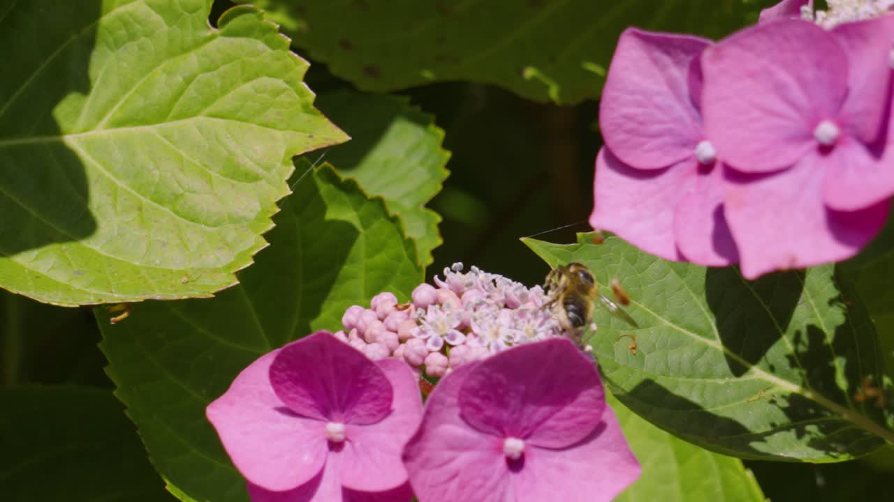 imágenes de animales en cámara lenta de abejas volando y caminando sobre los estambres de la flor de hortensia púrpura en un caluroso día de verano