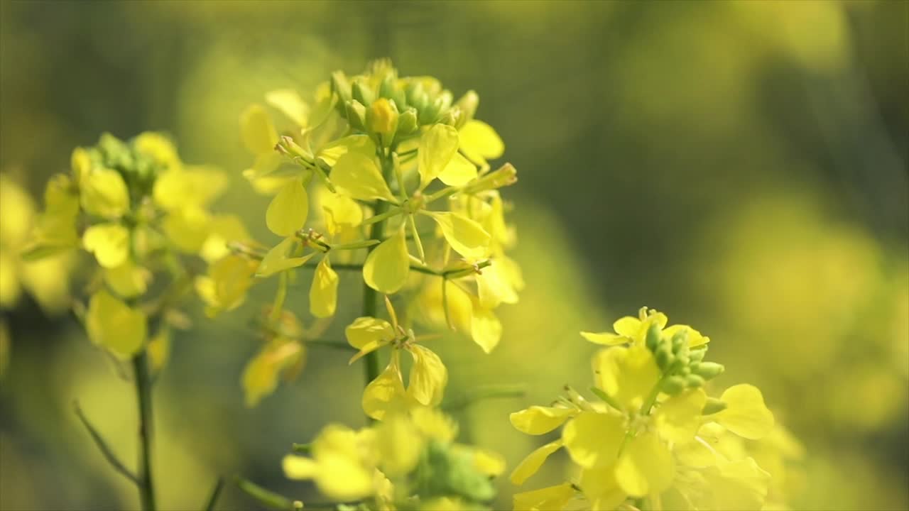 Mustard flowers. Mustard &ndash; mystical flower of happiness and health.