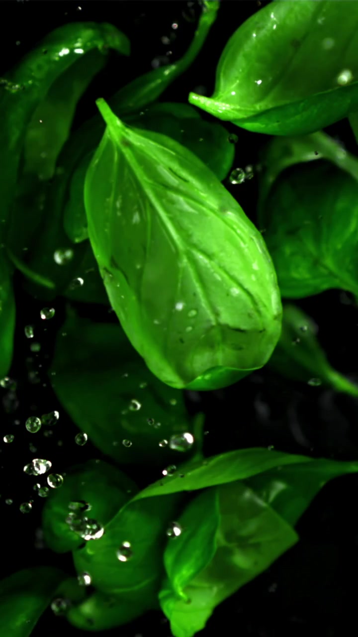 Foglie di basilico verde fresco con gocce d'acqua che schizzano al rallentatore.