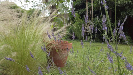 Shot-of-a-bumble-bee-flying-around-lavender-plants-in-a-English-garden