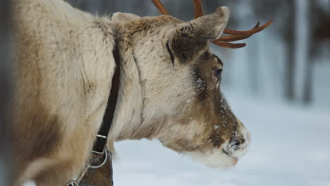 swedish lapland norbotten reindeer in harness waiting in cold snowy woodland wilderness