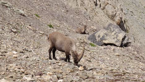 Steinbock-Mit-Seiner-Herde-An-Einem-Berghang-Hängend,-Teleaufnahme