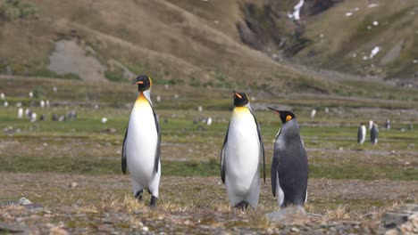 King-Penguins-Colony-in-Protected-Nature-Reserve-of-South-Georgia-Island,-Animals-in-Natural-Habitat-60fps