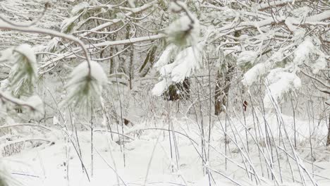 Vögel-Sitzen-Im-Winter-Auf-Einer-Kiefer-Mit-Schneebedeckten-Ästen-Und-Blättern-Im-Osten-Kanadas-–-Statische-Aufnahme