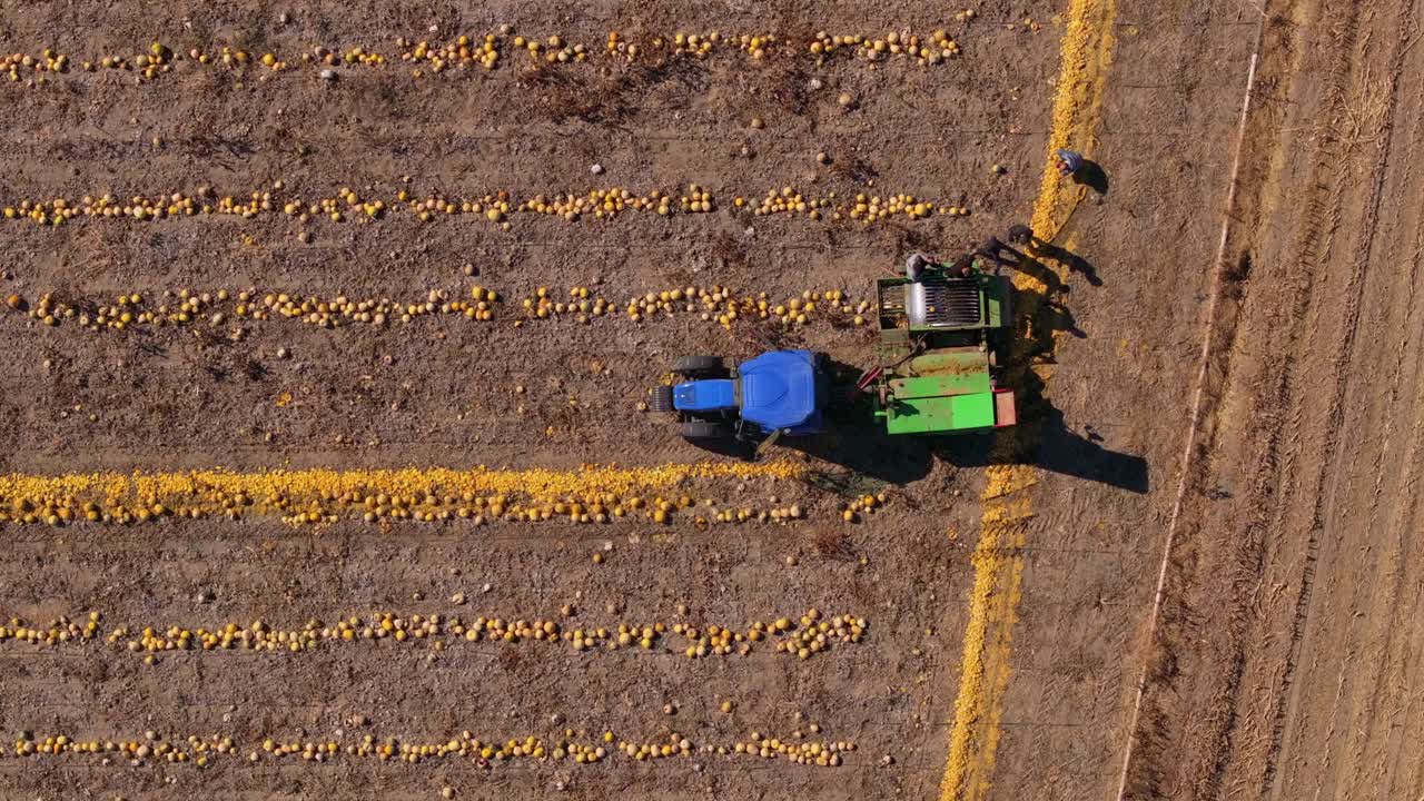 Vista aerea di un trattore che raccoglie zucche nella campagna agricola turca.