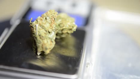 primer plano giratorio flor de marihuana en escalas cultivadas orgánicamente