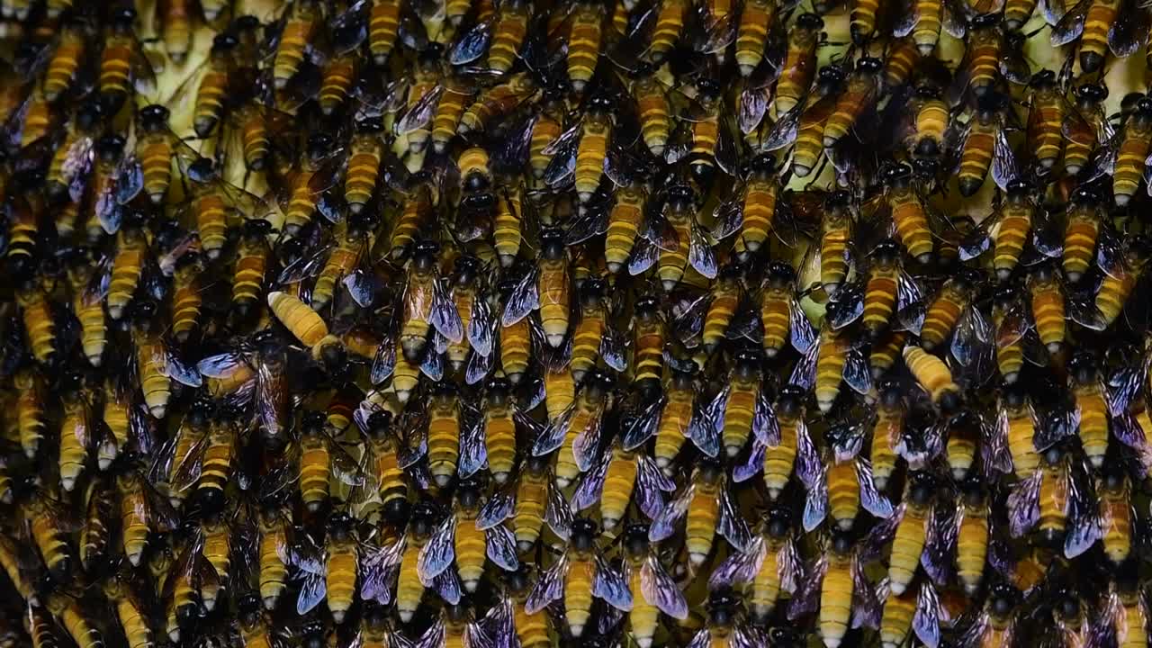 se sabe que las abejas melíferas gigantes construyen grandes colonias de nidos con bolsillos simétricos hechos de cera para almacenar miel como fuente de alimento.