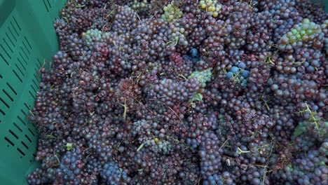 Uvas-En-Balde-Listas-Para-Ser-Exprimidas,-Viñedo-Y-Concepto-De-Cosecha