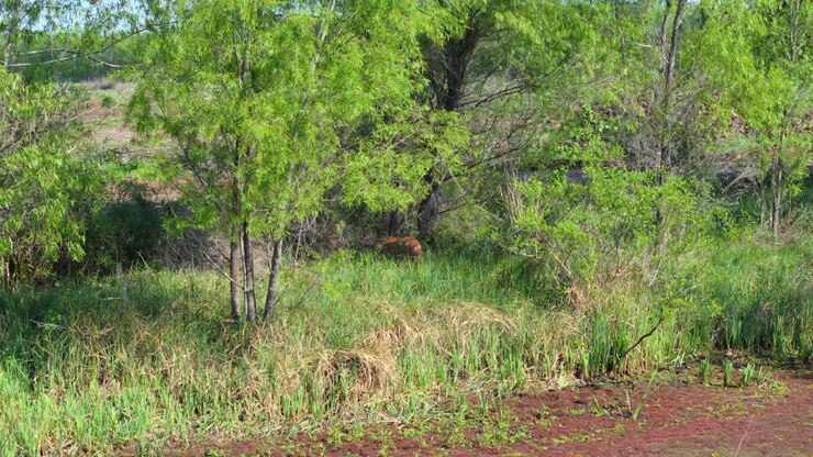 A deer hidden in a green, grassy area surrounded by trees, blending into nature