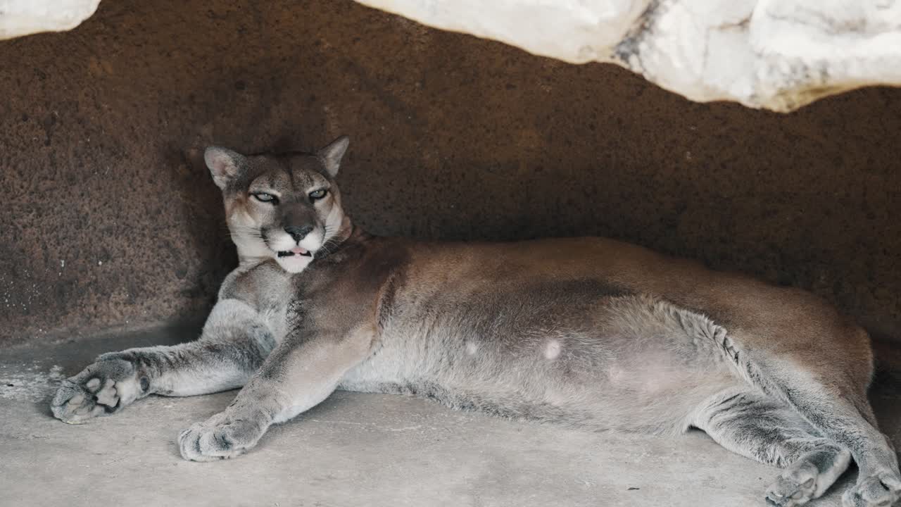 puma acostado en su guarida con lengua lamiendo