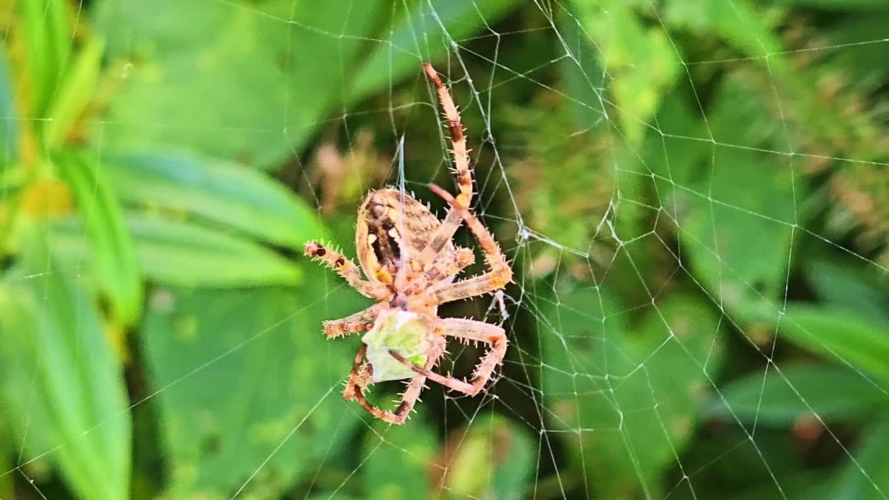 Macro shot of spider spinning and wrapping prey in silk threads on green vegetation background