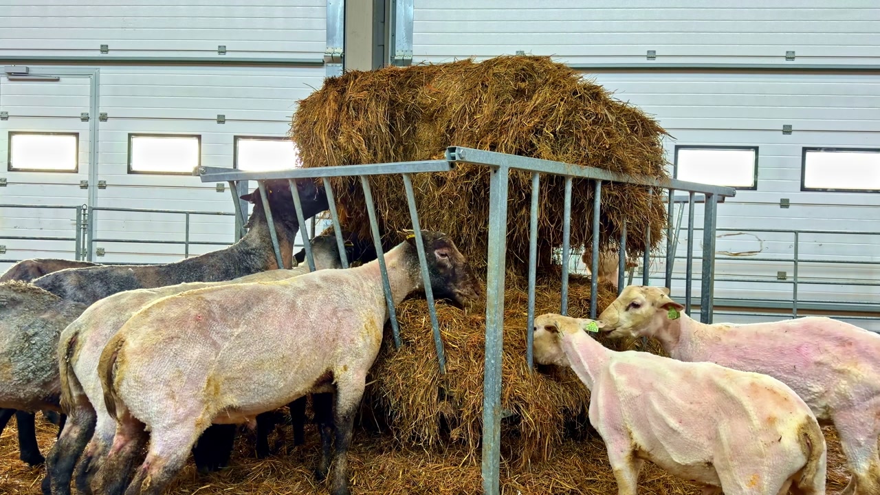 Sheep consuming hay from a large feeder inside a clean agricultural building, timelapse