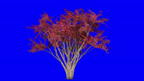 árbol de mirto de crape 3d en la temporada de otoño, con efecto de viento en pantalla azul animación 3d