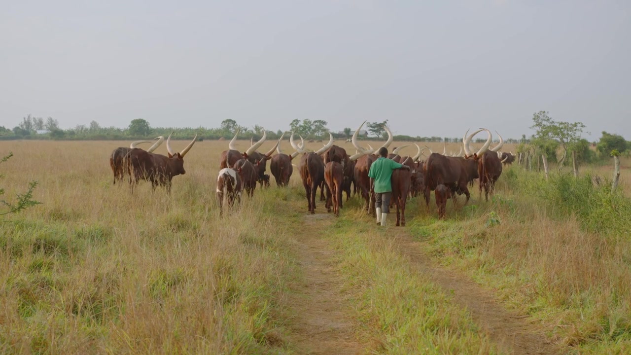 Inquadratura generale di una mandria di mucche Ankole con grandi corna che pascolano in un campo a Mbarara, Uganda. Filmato 4k di alta qualità.