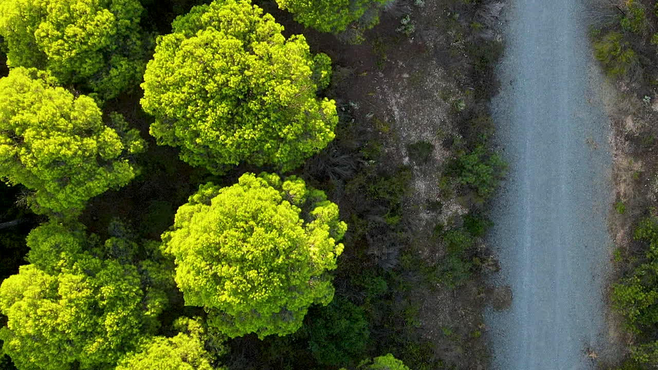 toma aérea de arriba hacia abajo del camino rocoso junto a la plantación de pinos en el rompido al atardecer