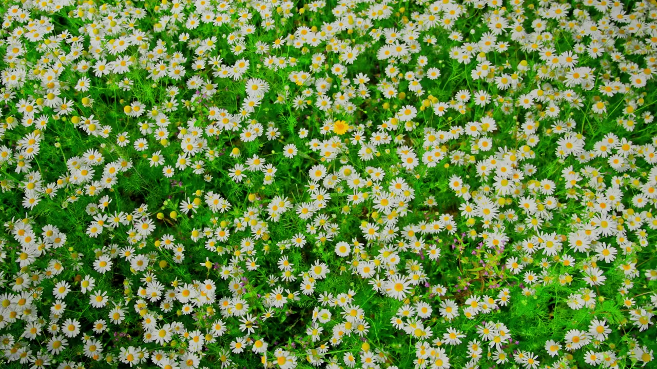 風に揺れる白いカモミールの花畑