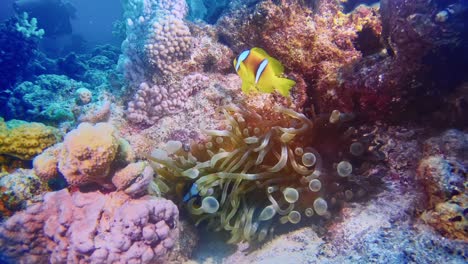 Clown-fish-hiding-in-soft-corals