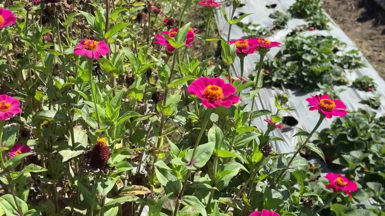 Vibrant Pink Zinnia Flowers Blooming in a Sunny Garden