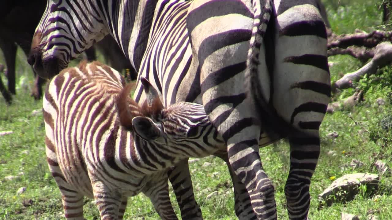 Una madre zebra allatta il suo cucciolo nella verde savana africana, in un primo piano del piccolo di zebra che beve.