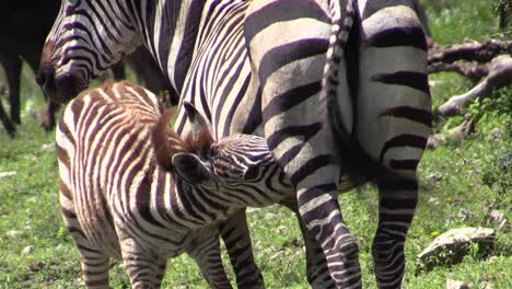 la madre cebra amamanta a su cachorro en la sabana africana verde, toma de medio a primer plano de la cebra bebé bebiendo