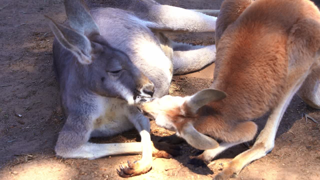 Close up shot capturing social interaction of kangaroos in its natural habitat, mother and young child red kangaroo, macropus rufus, nuzzling and nose touching each other to form a bonding and care