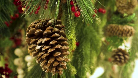 Pine cone on a branch with Rowan. Close up