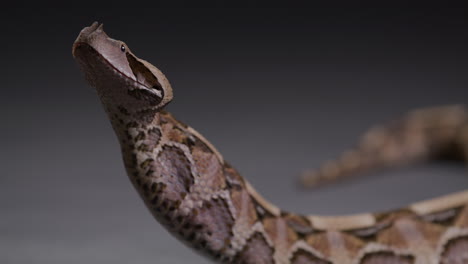 gaboon viper swallows and pushes whole rat down throat