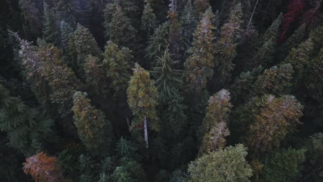 washington state - parallax drone aerial looking down on a forest of pine trees in the fall, with mist rising into the air near franklin falls and snowqualmie