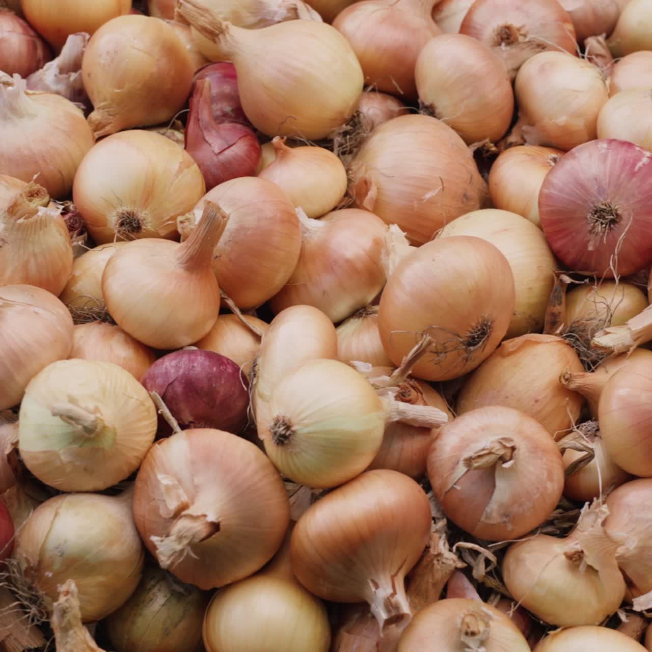 The harvest of onions lies on the ground