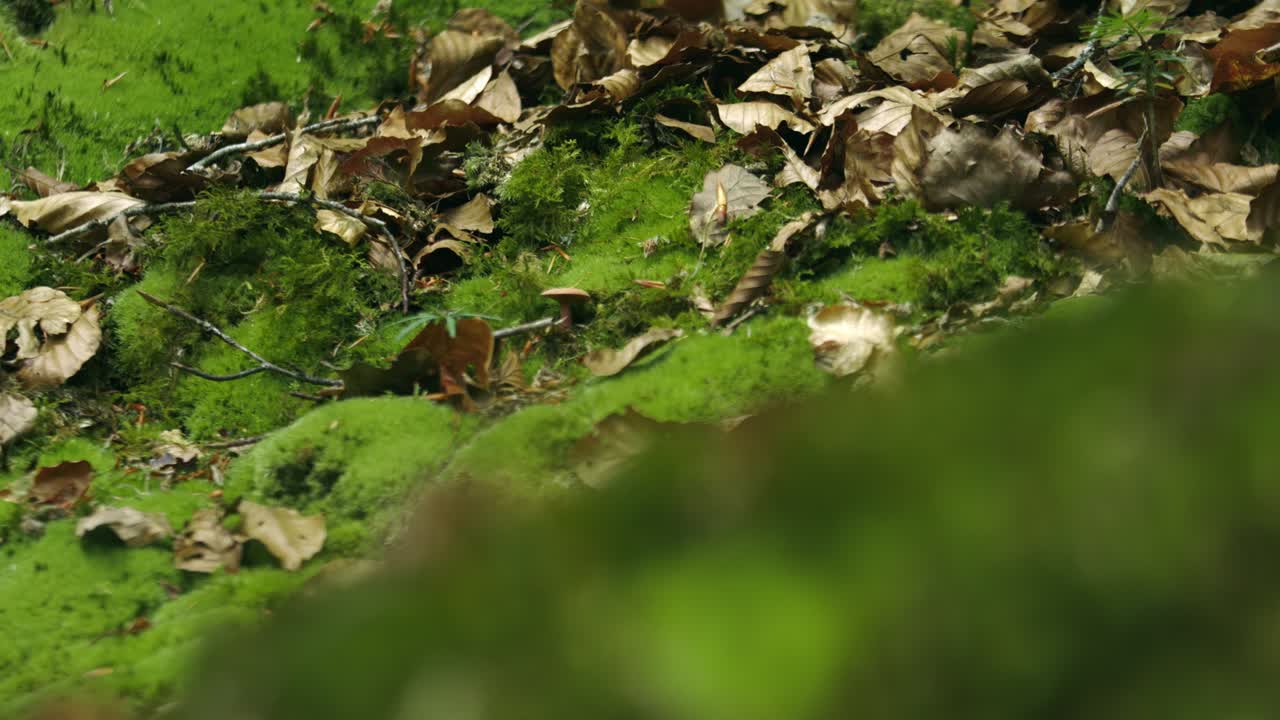Brown Dry Leaves Over Green Grass Ground. Rack Focus Shot