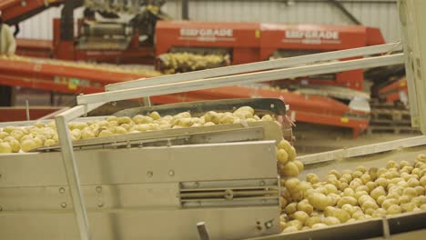 patatas cosechadas en un transportador de almacén, de cerca.