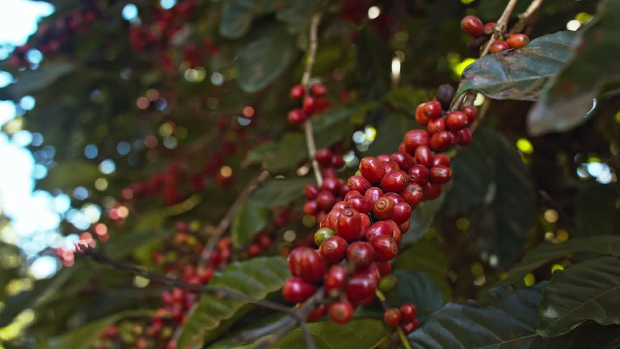 cerezas de café rojas, fruto de la planta de café colgando del tallo del árbol