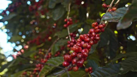 Cerezas-De-Café-Rojas,-Fruto-De-La-Planta-De-Café-Colgando-Del-Tallo-Del-árbol