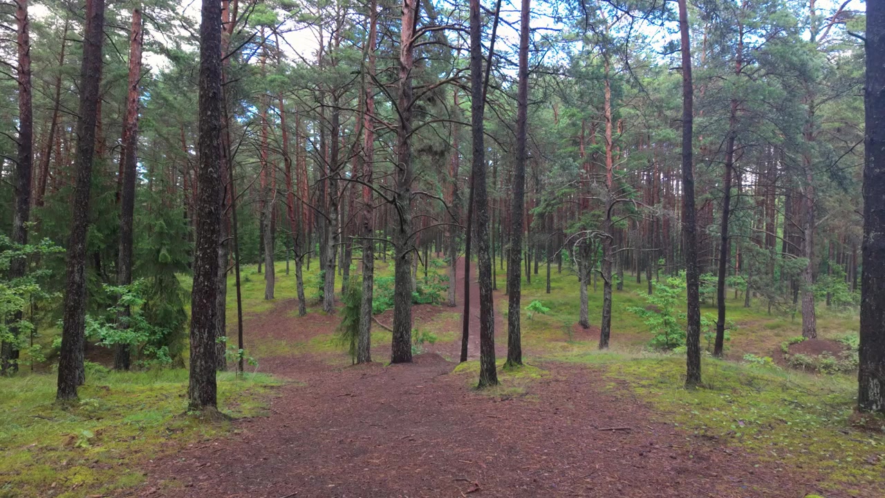 Scatto grandangolare sereno di un sentiero pacifico che si snoda attraverso una fitta pineta sotto una luce diurna soffusa, con alberi alti, sottobosco verde e ombre naturali che creano un'atmosfera calma e tranquilla