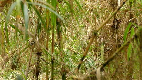 Pájaro-Papamoscas-Social-Saltando-A-Través-De-Plantas-De-Bambú-Dobladas-En-La-Naturaleza-En-Costa-Rica---Tiro-Medio