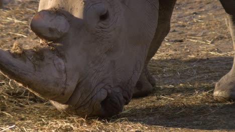 Nashorn-Frisst-Heu-In-Superzeitlupe