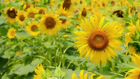 hermoso girasol en el campo de tierras de cultivo.