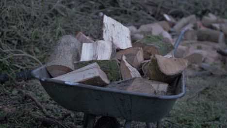 man filling wheelbarrow with chopped logs