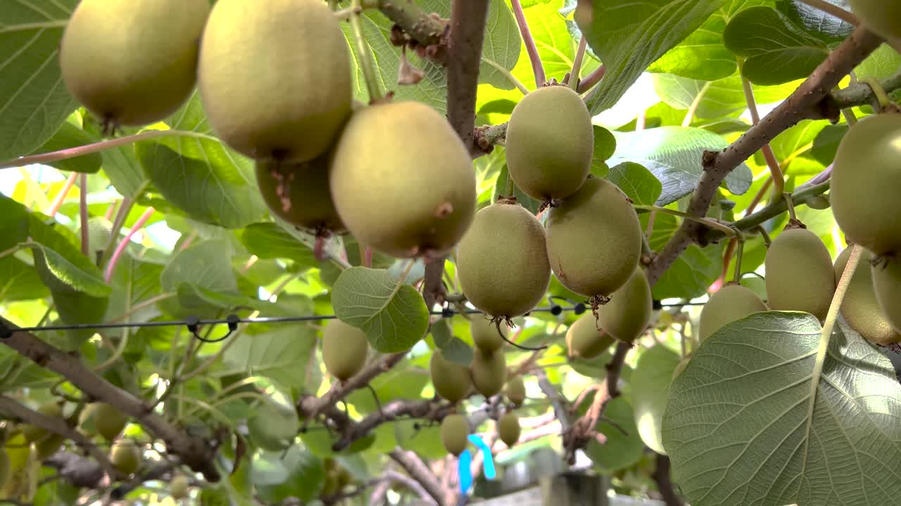 Kiwi dorati appesi a una vite in un frutteto in Nuova Zelanda. Raccolta. Cibo