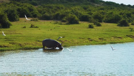 rhinoceros on the shore of lake albert, uganda