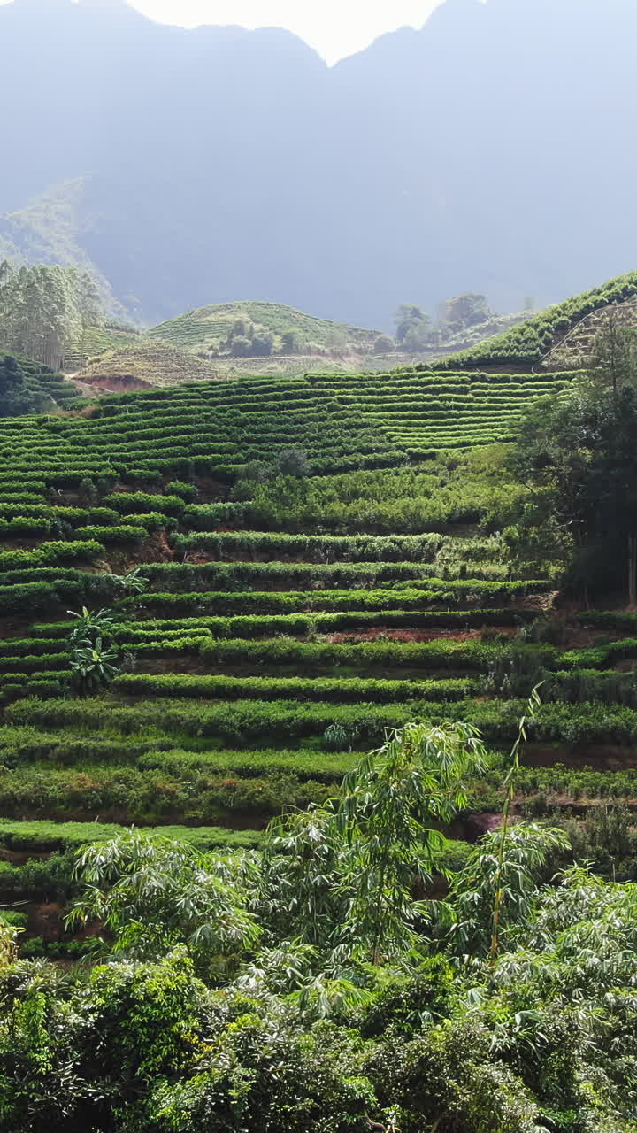 산에 있는 차 농장