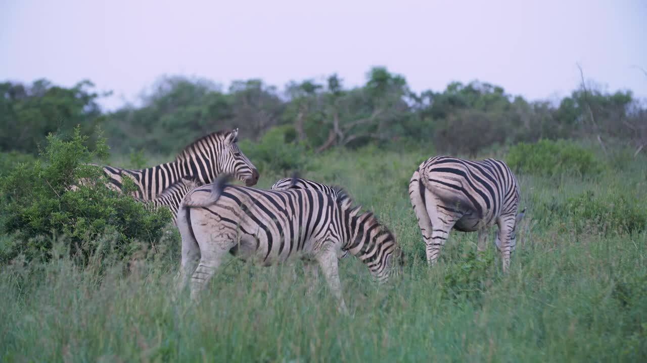 Inquadratura generale di quattro zebre al pascolo nel loro habitat naturale in Africa