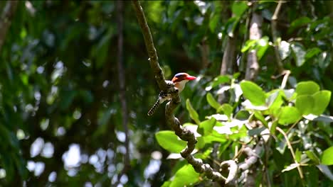 un martín pescador de árboles y una de las aves más hermosas que se encuentran en tailandia dentro de las selvas tropicales
