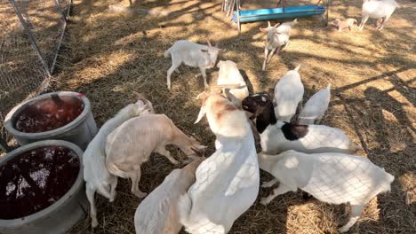 goats and ducks eating together outdoors.