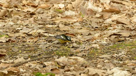 a magnolia warbler migratory bird feeding on the ground on a sunny day with fallen dried leaves and branches surrounding the area- static