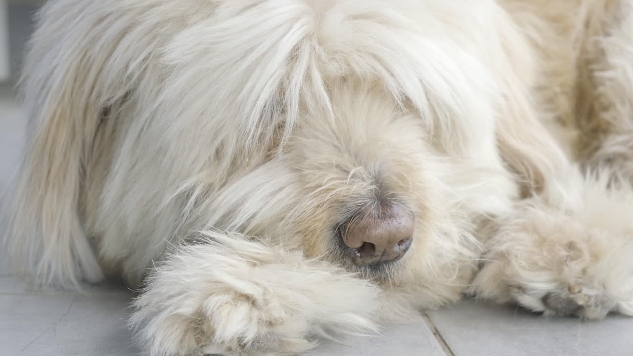Close up of cute hairy dog relaxing