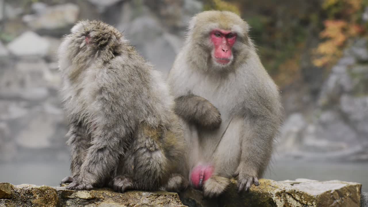 Japanese snow monkey - macaque of Jigokudani sitting on rock relaxing near a hot spring - onsen looking around. Wild native snow monkey being warm up by the hot spring.