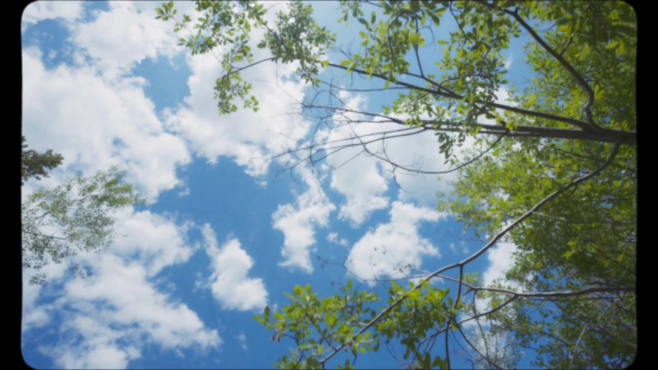 Árboles en el bosque bajo un cielo azul